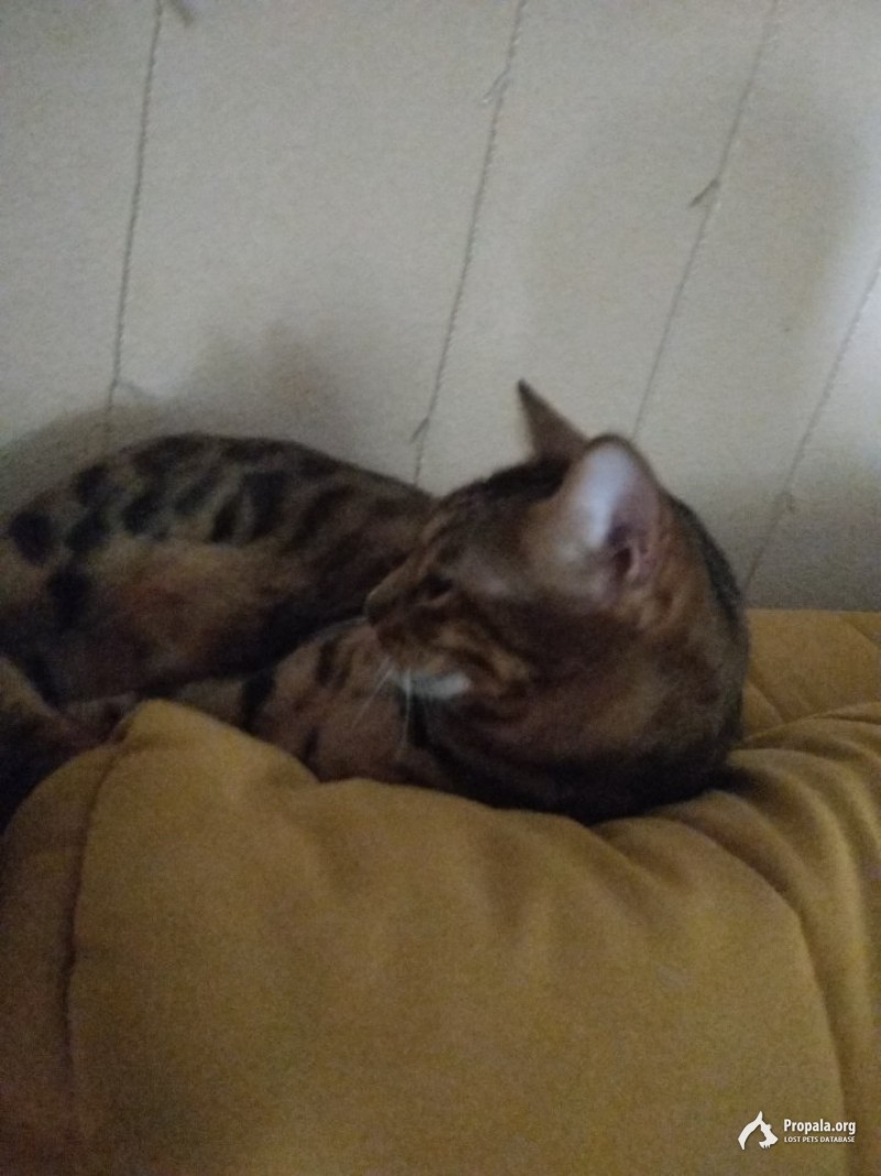 Пропал кот бенгал после прогулки не вернулся