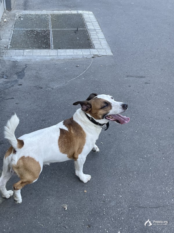 Нашли собаку на улице Марии Ульяновой