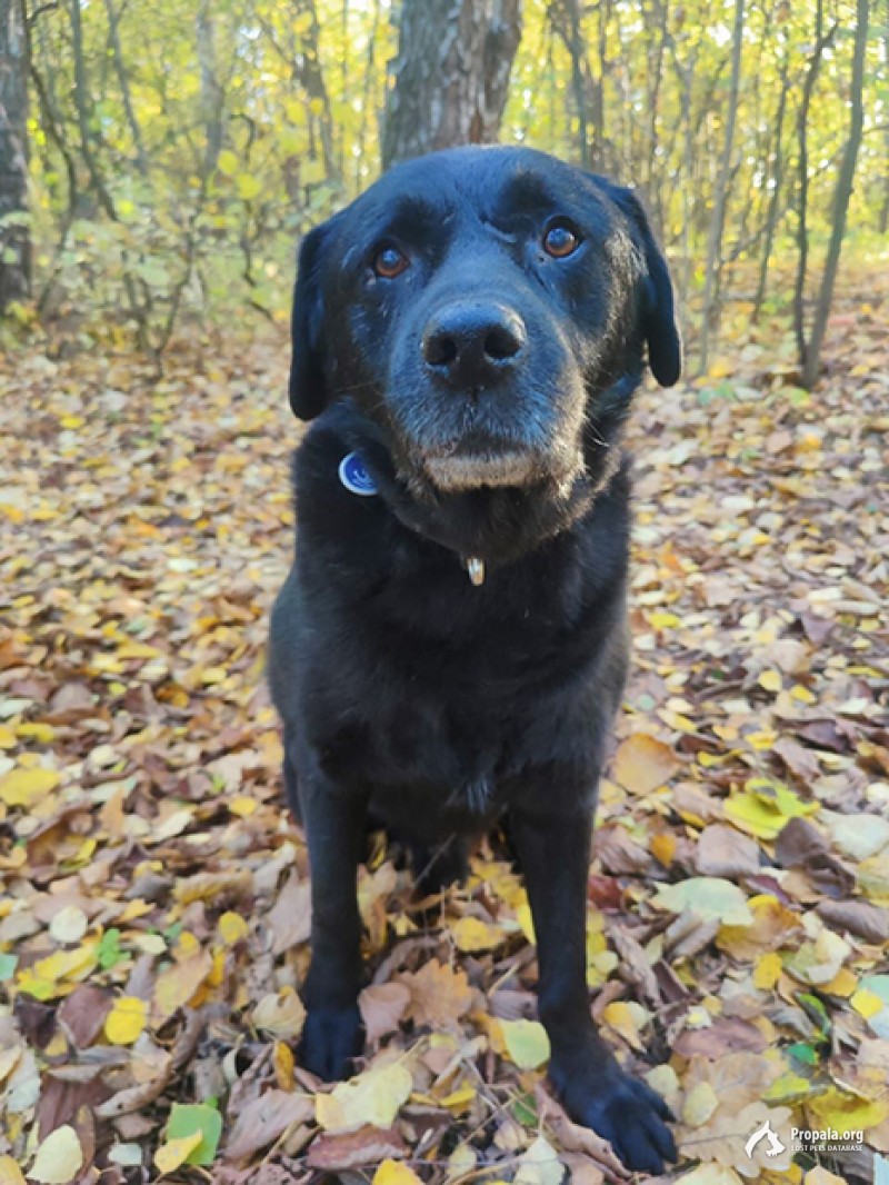 Пёс по кличке Джек! Убежал возле Шугарово и Новосёлок