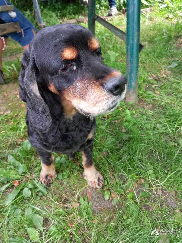 Найдена собака!