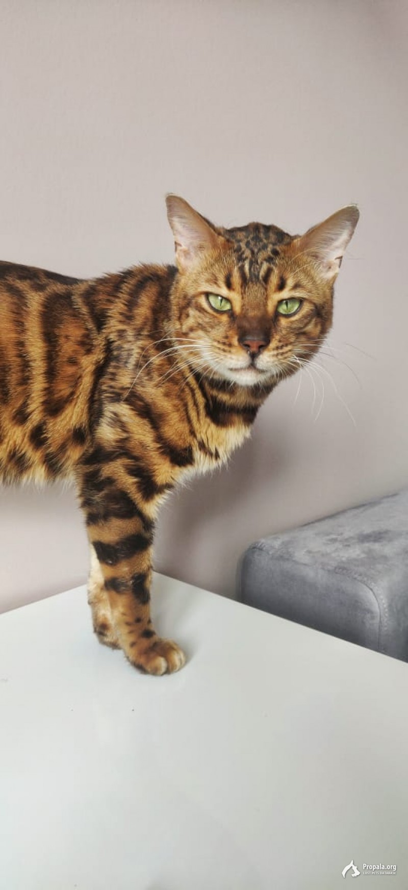 Найден мальчик бенгал