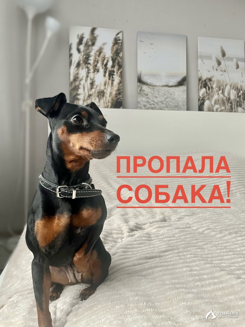 Пропала собака!