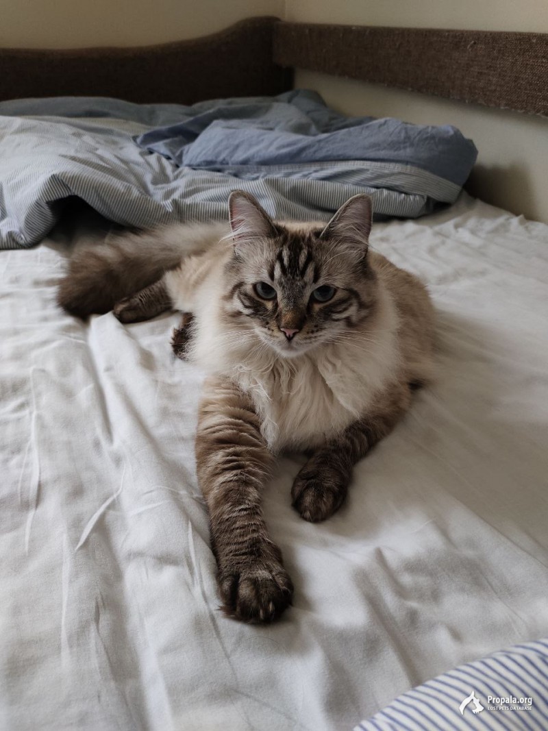 Пропал Кот, С-Пб