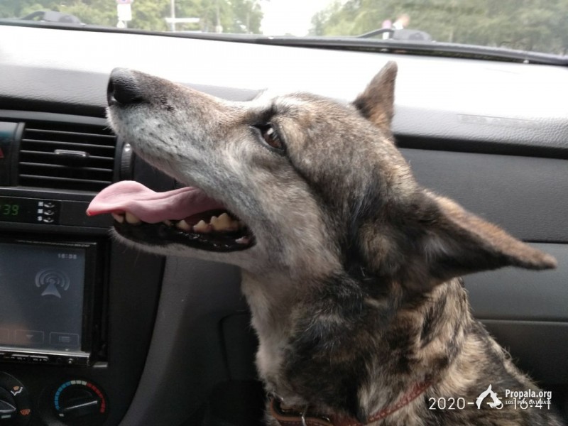 Пропала Собака Метис Санкт-Петербург