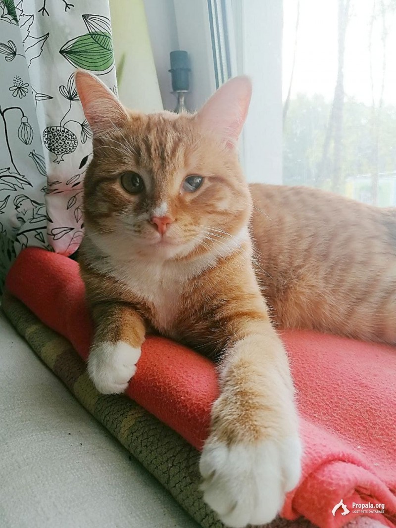 НИЖНИЙ НОВГОРОД, ПРОПАЛ КОТ, ВОЗНАГРАЖДЕНИЕ 5000 РУБЛЕЙ