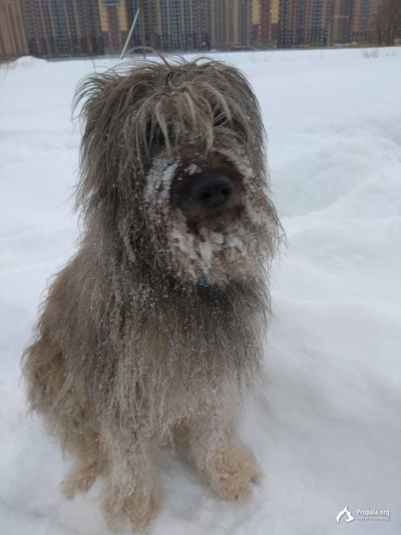 Потерялась собака