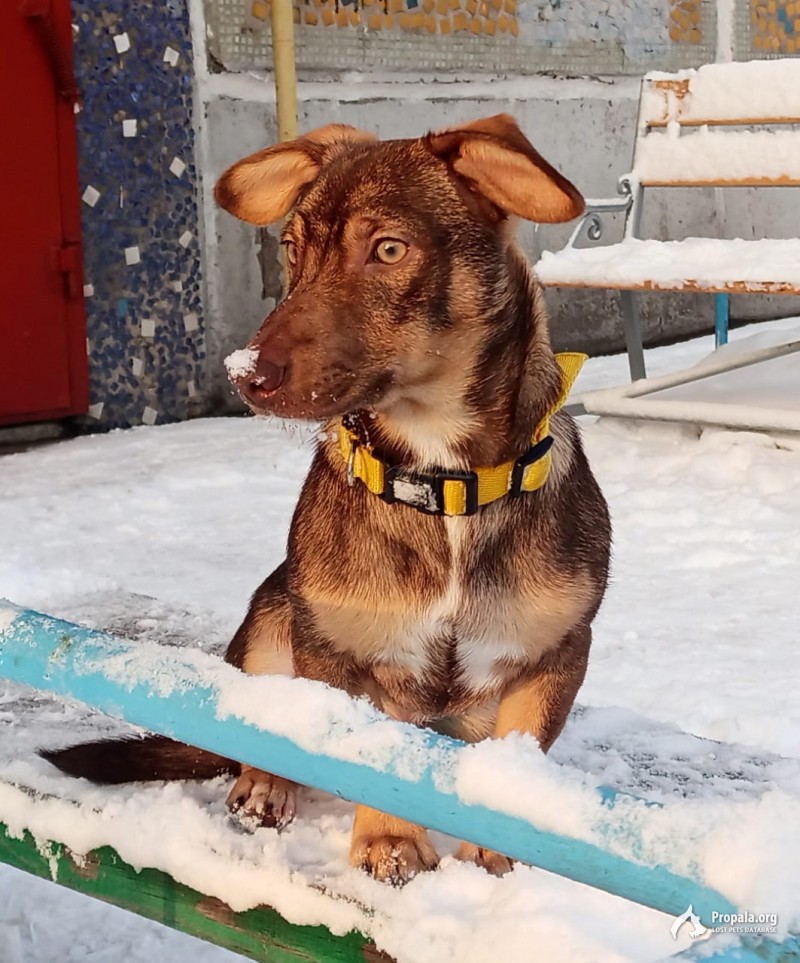 Пропала собака в Чкаловском поселке, Омск