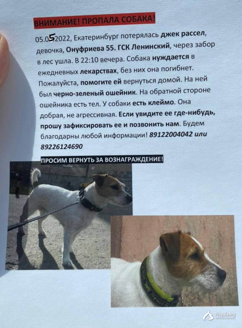 Пропала собака! Просьба вернуть за вознаграждение