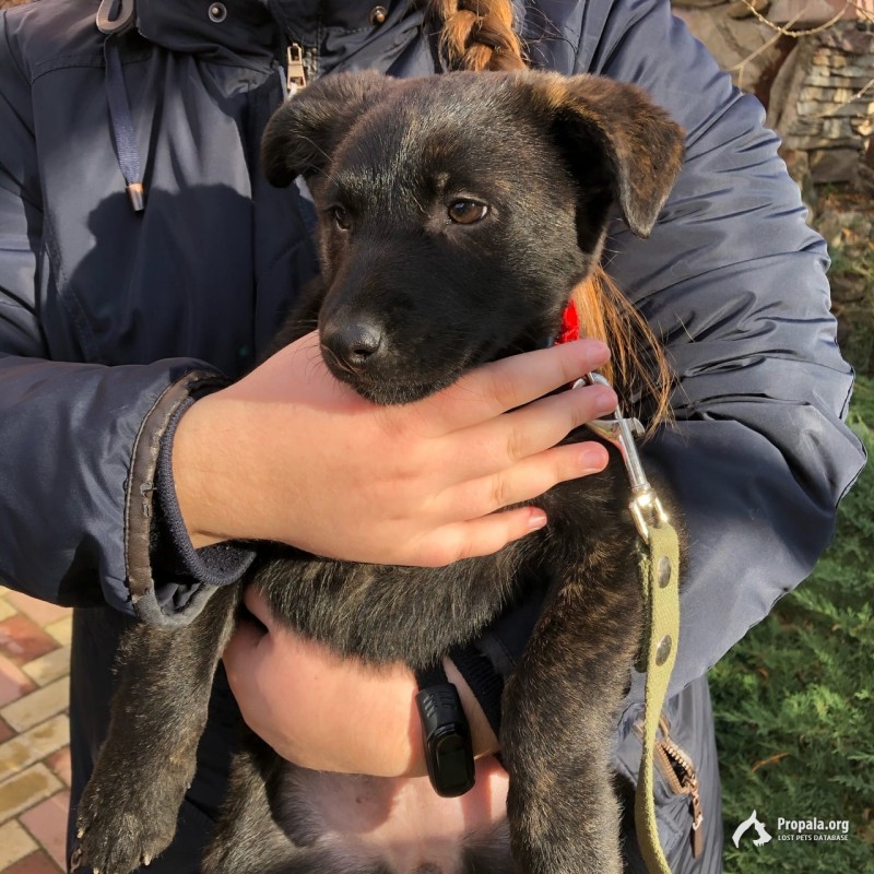 Щенок ищкт дом!