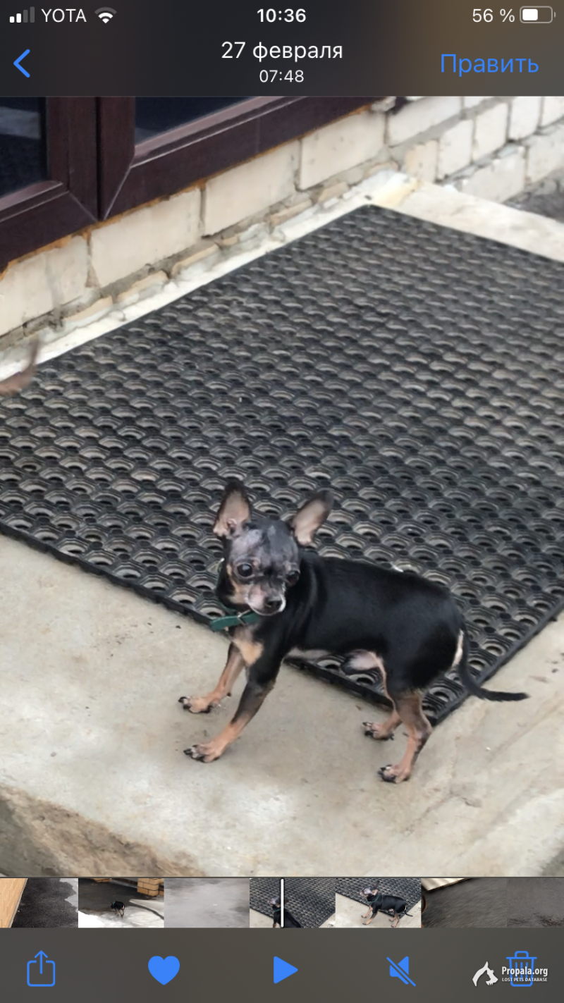 Пропала собака