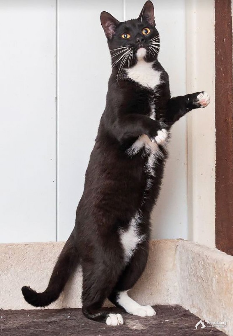 МИККИ в дар, 2 года Шикарный кот