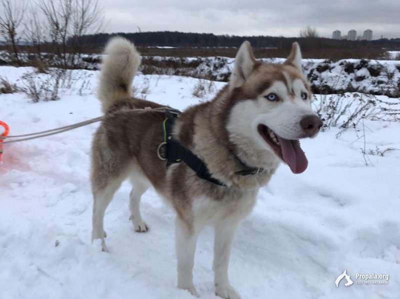 Пропал рыжий-белый хаски