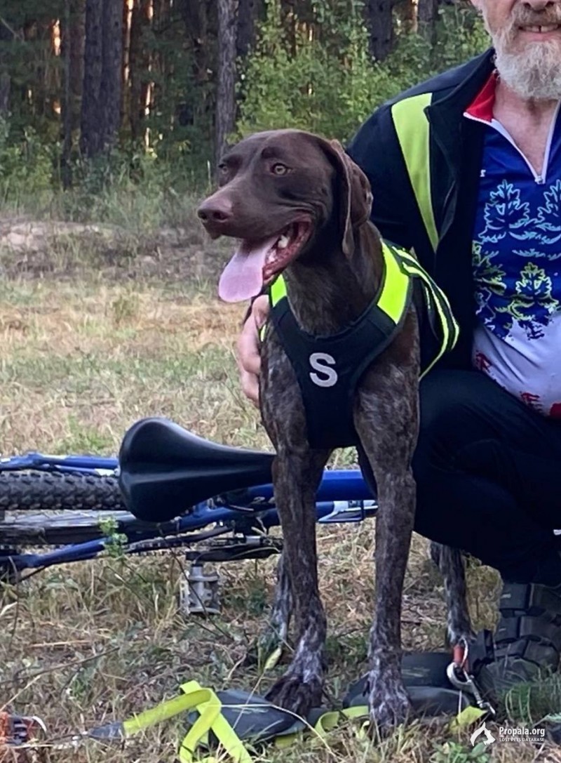 Ищем собаку