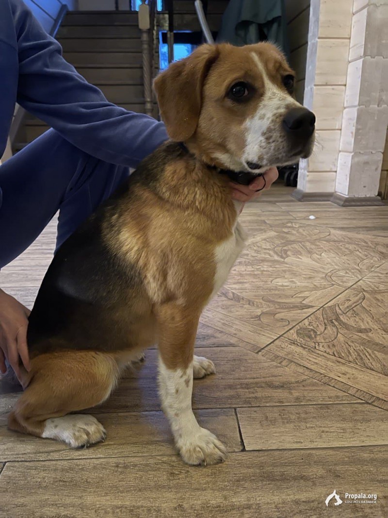 Найдена собака