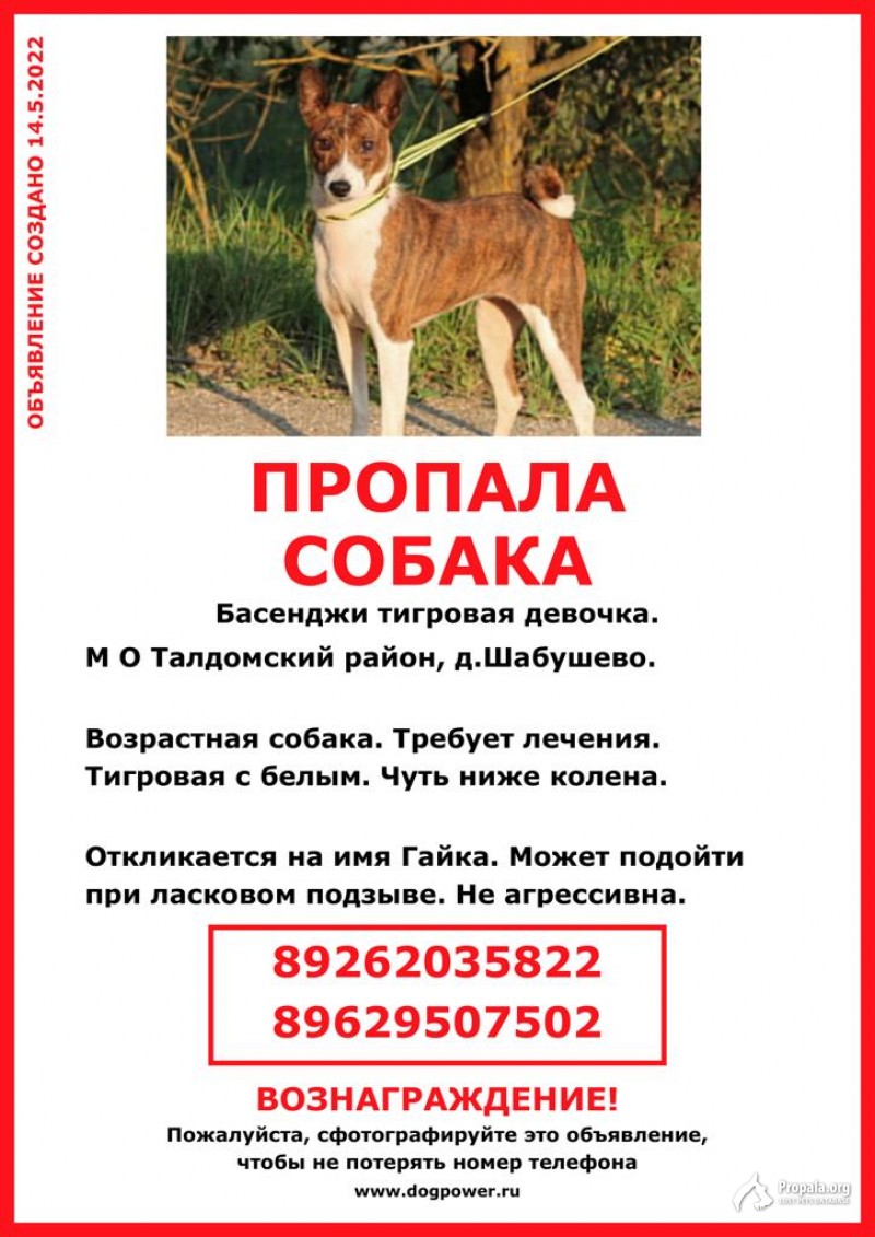 Пропала басенджи