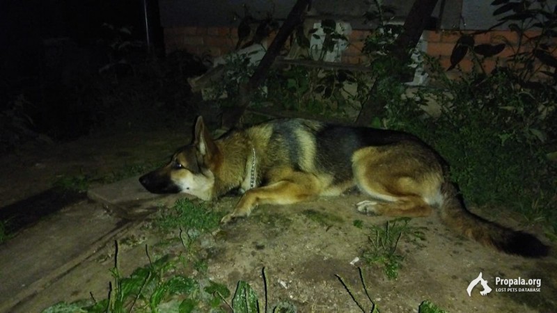 НАЙДЕНА НЕМЕЦКАЯ ОВЧАРКА 2.09.2021 НИЖНИЙ НОВГОРОД