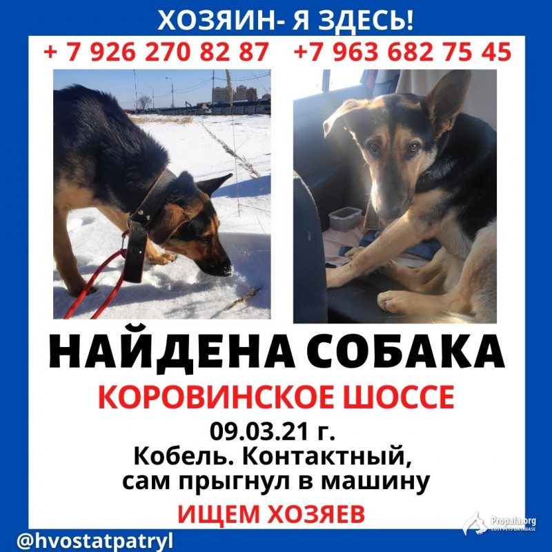 Найдена собака