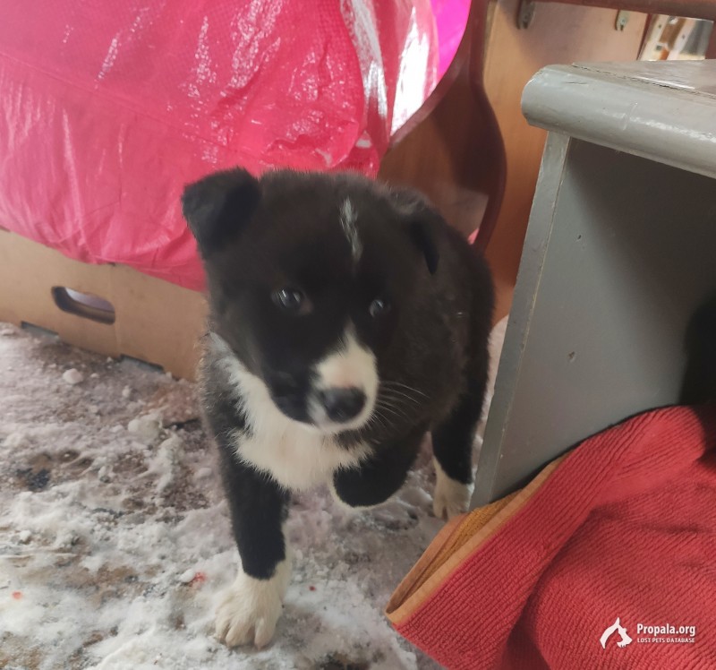 Отдам в добрые руки двух здоровых,добрых щеночков