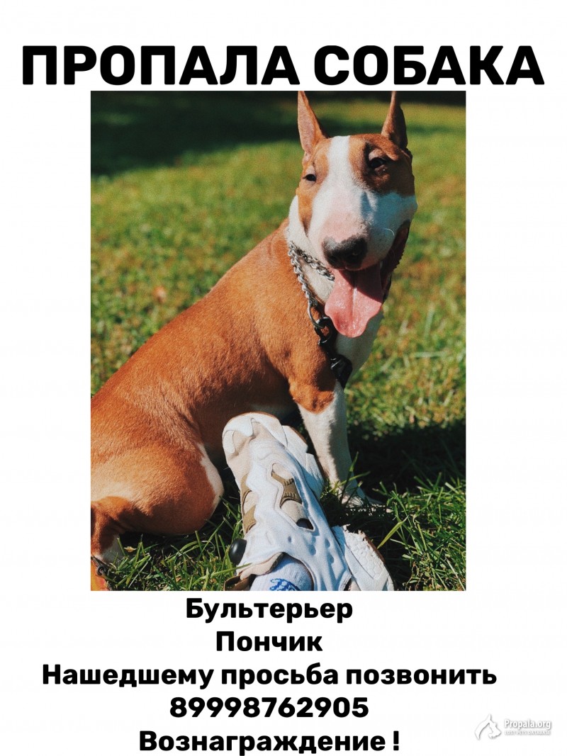 Пропал миниатюрный бультерьер