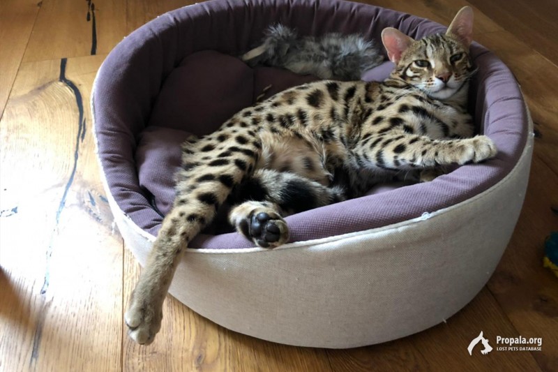 Вёшки пропала бенгальская кошка - Награда 30 000 руб.