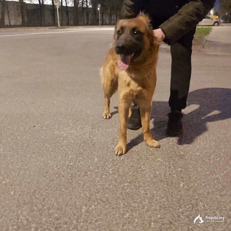 Найдена собака Гагаринский район Москва