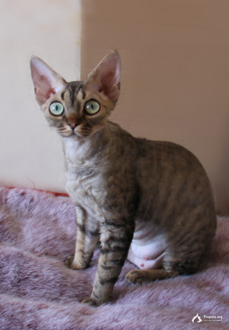 Потерялась кошечка