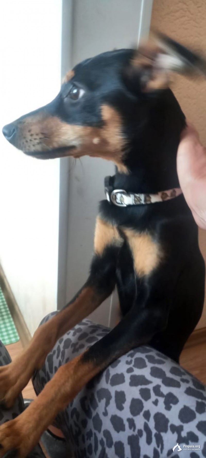 НАЙДЕНА СОБАЧКА(ДЕВОЧКА), 1 год,скорее,из пинчеров