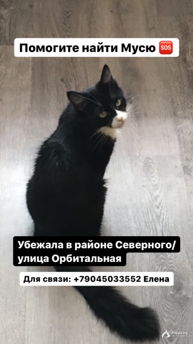 Пропала кошка