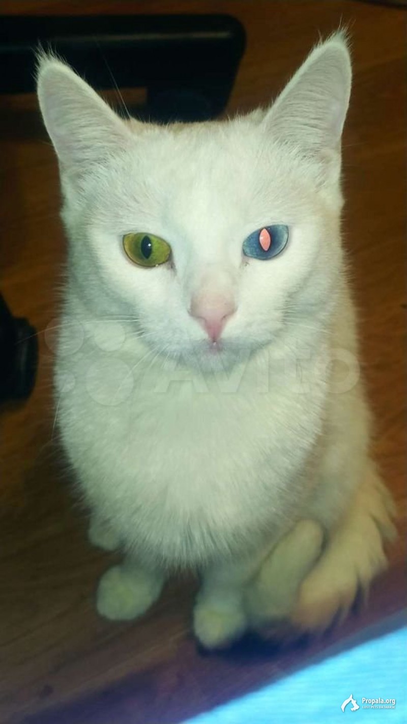 пропала кошка