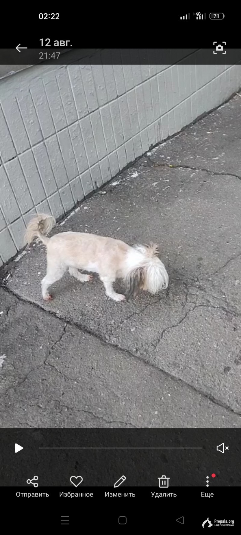 Пропала собака