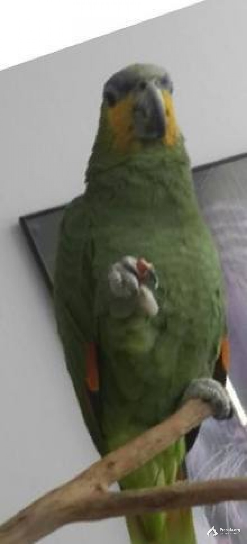 летел попугай Амазон,