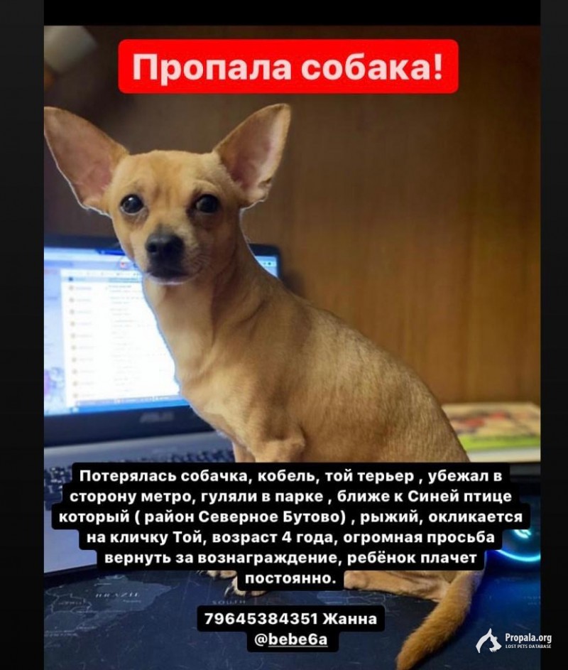 ПРОПАЛА СОБАКА КОБЕЛЬ ТОЙ ТЕРЬЕР МОСКВА