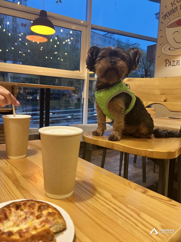 Потерялся любимый пес