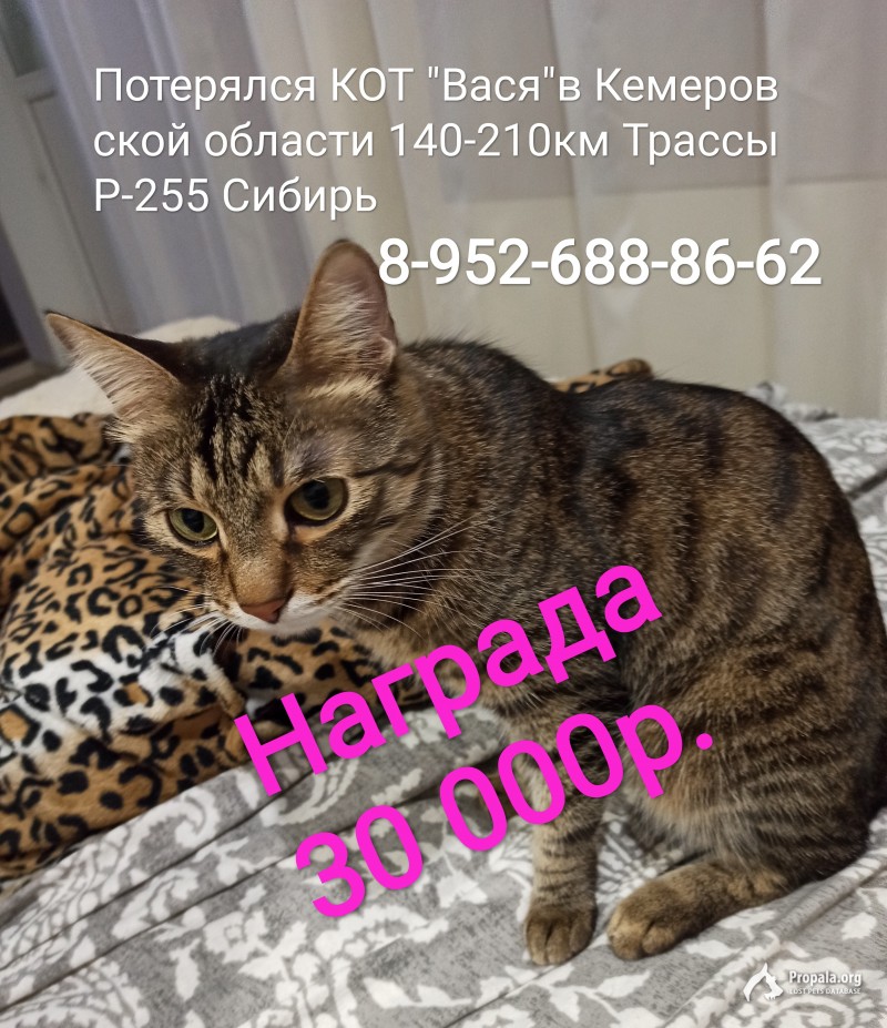 Потеряли кошку