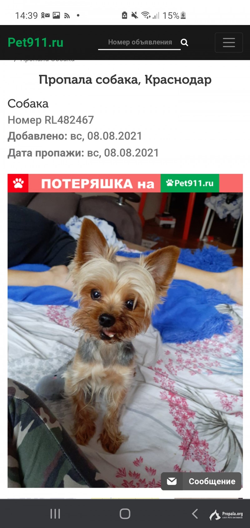 Пропал Йорк мини 8 августа 1.5 кг кличка Джонни.