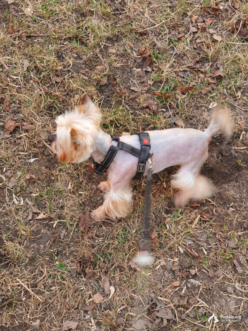 Пропал йорк, Можайский район