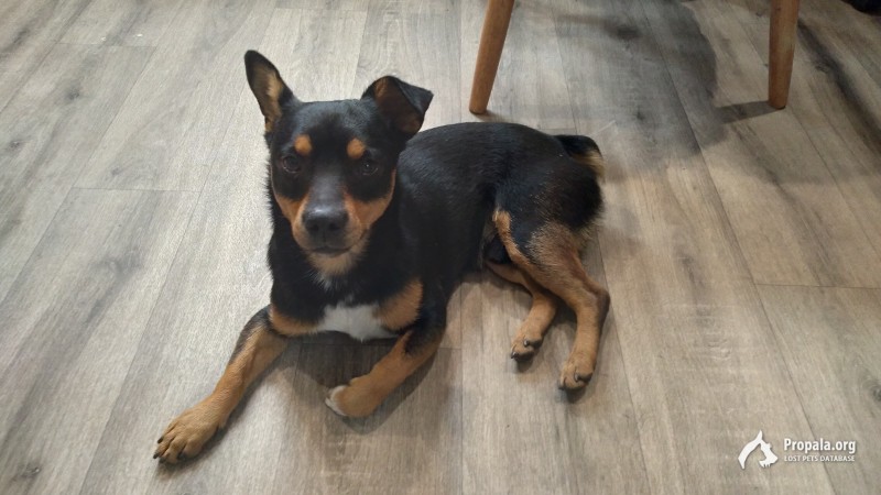 Найдена собака!!!!!!!