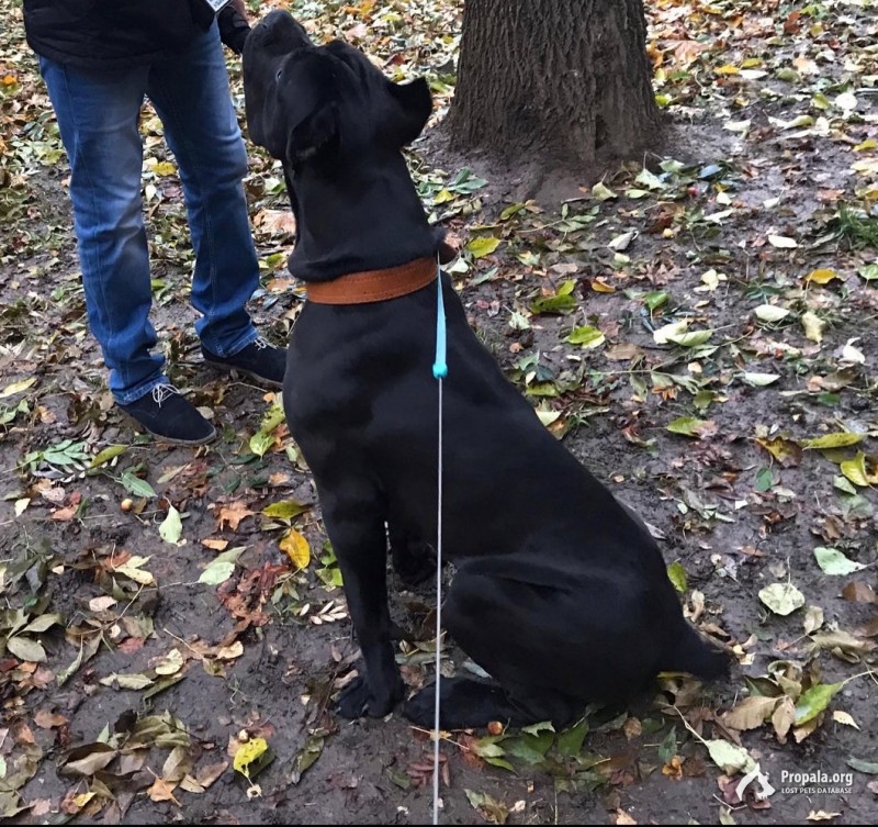 Потерялся пёс
