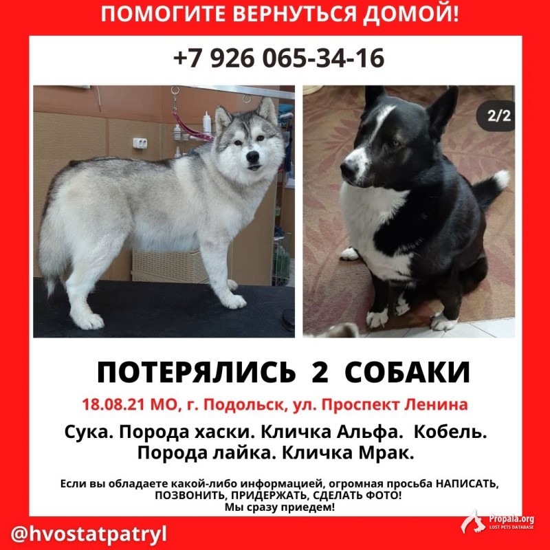 Пропали собаки!