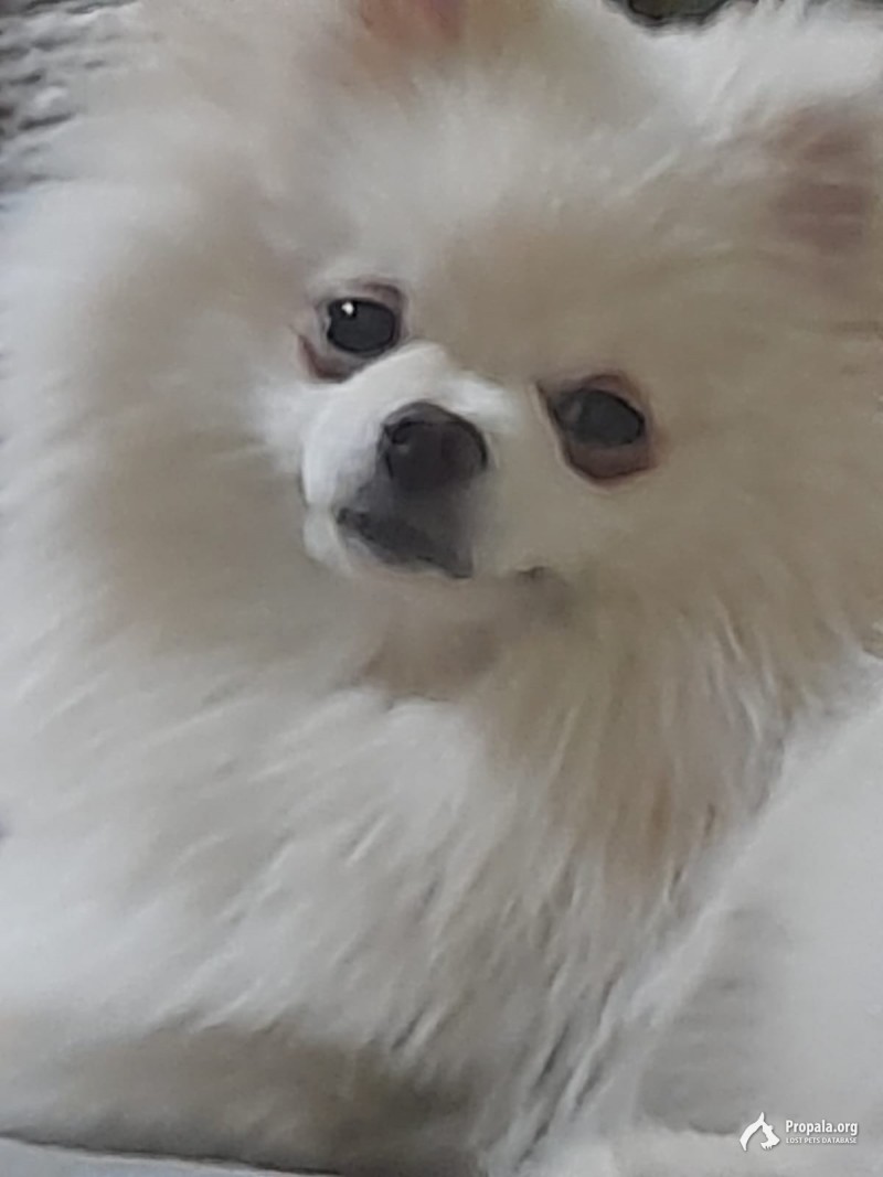 Пропал померланский шпиц