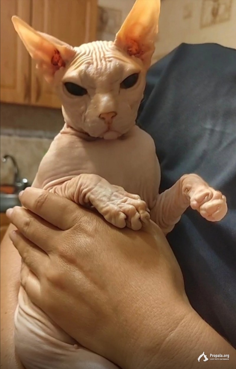 Потерялся Сфинкс