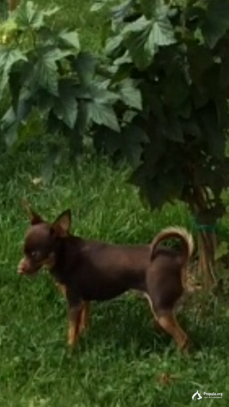 Розыск!!! Пропала собака!