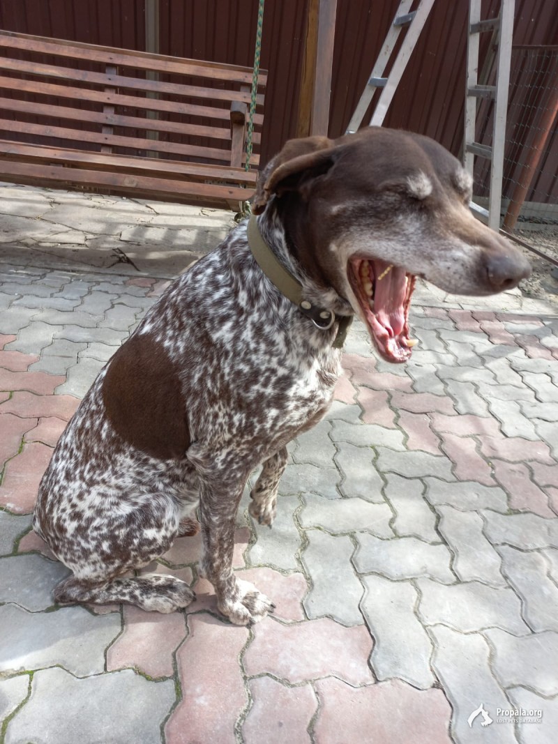 Пропал пес Норд