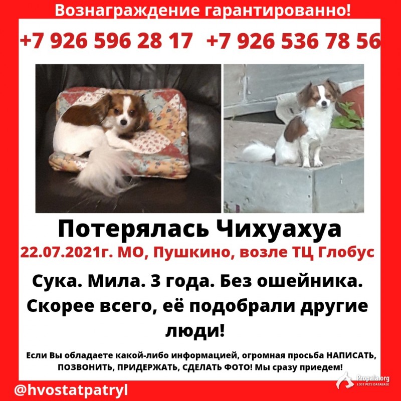 Потерялась собака