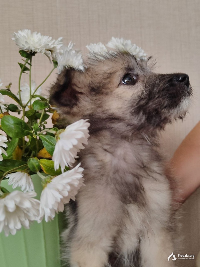 Щенки в ответственные руки