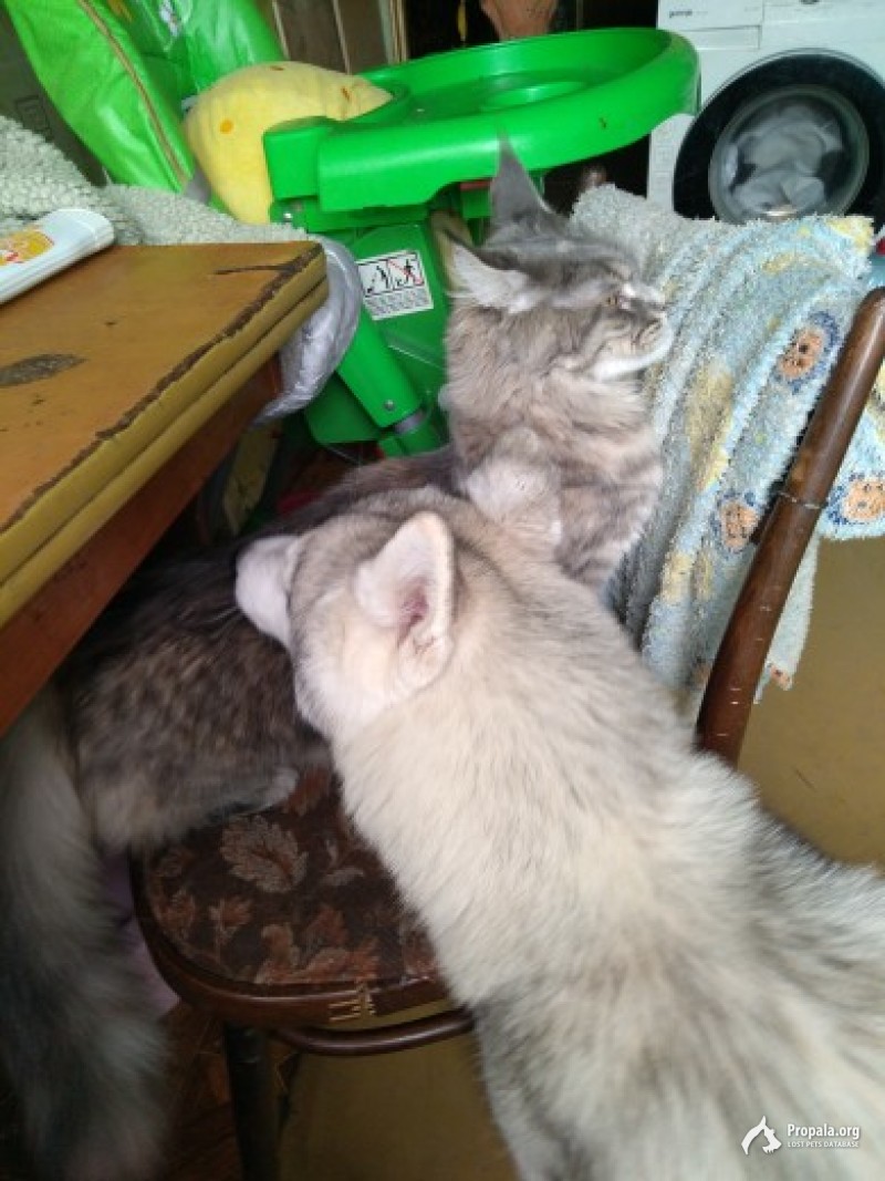 пропала кошечка помагите найти