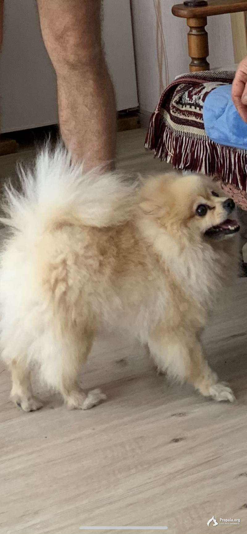 Пропала собака немецкий шпиц