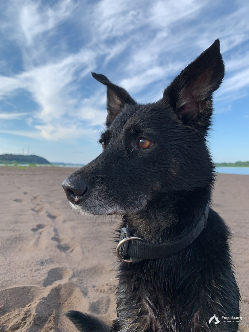 Пропала пожилая собака!