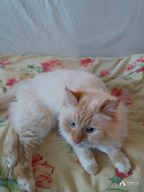 найден  молодой котик