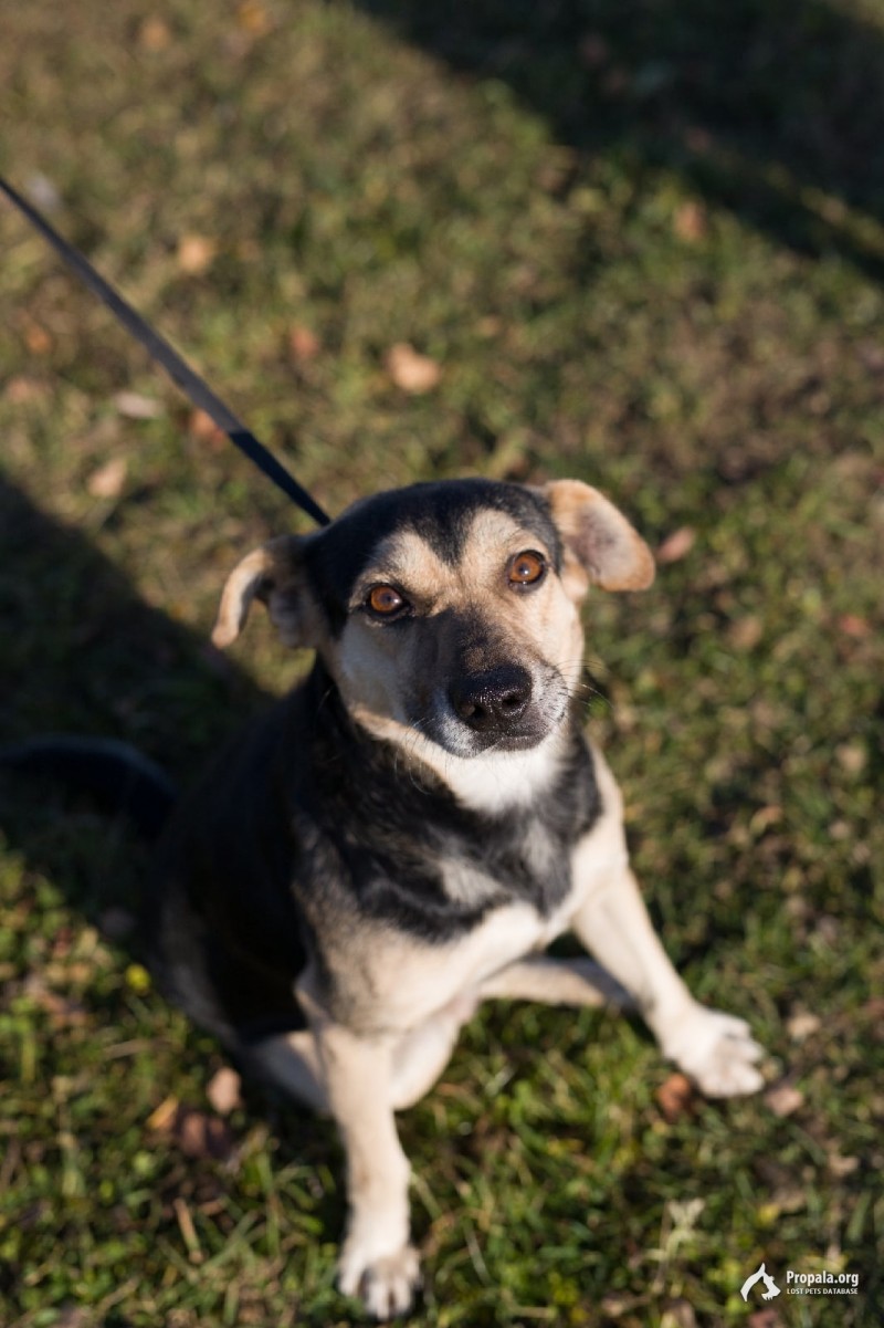 Пропала собака